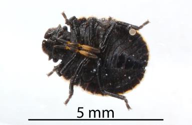 Underside of a third instar (stage) nymph of the Alpine shield bug, Hypsithocus hudsonae (Hemiptera: Pentatomidae). Creator: Nicholas A. Martin. © Plant & Food Research. [Image: 2QVW]