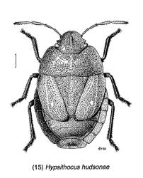 Drawing of a female Alpine shield bug, Hypsithocus hudsonae (Hemiptera: Pentatomidae). Figure 15 in Lariviere M-C. 1995. Cydnidae, Acanthosomatidae, and Pentatomidae (insecta: Heteroptera). Fauna of New Zealand. 35. Creator: Des Helmore. © Landcare Research. [Image: 2QVX]