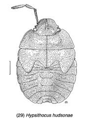 Drawing of a fifth instar (stage) nymph of an Alpine shield bug, Hypsithocus hudsonae (Hemiptera: Pentatomidae). Figure 29 in Lariviere M-C. 1995. Cydnidae, Acanthosomatidae, and Pentatomidae (insecta: Heteroptera). Fauna of New Zealand. 35. Creator: Des Helmore. © Landcare Research. [Image: 2QVY]