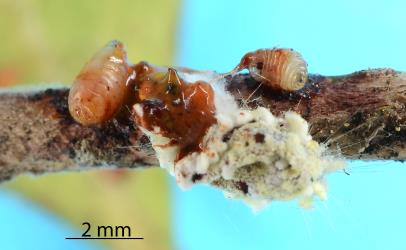 Two larvae of Cottony cushion scale parasitoid, Cryptochaetum iceryae (Diptera: Cryptochetidae) dissected from female Cottony cushion scale, Icerya purchasi (Hemiptera: Monophlebidae). Creator: Nicholas A. Martin. © Plant & Food Research. [Image: 2QZV]
