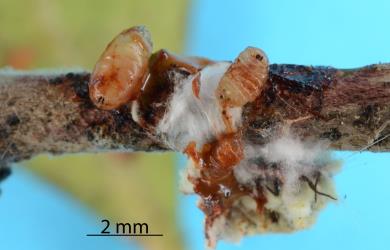 Two larvae of Cottony cushion scale parasitoid, Cryptochaetum iceryae (Diptera: Cryptochetidae) dissected from female Cottony cushion scale, Icerya purchasi (Hemiptera: Monophlebidae). Creator: Nicholas A. Martin. © Plant & Food Research. [Image: 2QZW]