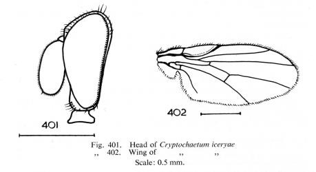 Drawings of head (side view) and wing of Cottony cushion scale parasitoid, Cryptochaetum iceryae (Diptera: Cryptochetidae). Figures 401 and 402 in Harrison RA. 1959. Acalypterate Diptera of New Zealand. N.Z. DSIR Bulletin. 128. Creator: Roy Harrison. © Landcare Research. [Image: 2QZX]