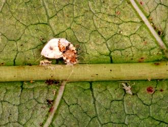 A female of Cottony cushion scale, Icerya purchasi (Hemiptera: Monophlebidae) on a leaf of Coprosma grandifolia (Rubiaceae): note the large distinctive white, fluted egg sac. Creator: Nicholas A. Martin. © Plant & Food Research. [Image: 2QZY]