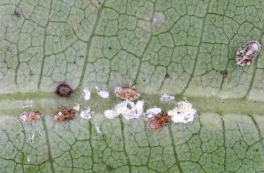 Nymphs of Cottony cushion scale, Icerya purchasi (Hemiptera: Monophlebidae) on a leaf of Lemonwood, Pittosporum eugenioides (Pittosporaceae): note the white moulted skins. Creator: Nicholas A. Martin. © Plant & Food Research. [Image: 2QZZ]
