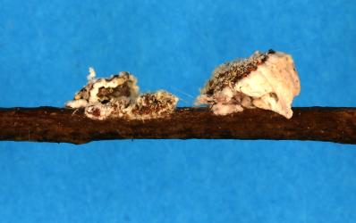 Female Cottony cushion scale, Icerya purchasi (Hemiptera: Monophlebidae) on a stem of Lemonwood, Pittosporum eugenioides (Pittosporaceae): note the white, fluted egg sac. Creator: Nicholas A. Martin. © Plant & Food Research. [Image: 2R00]