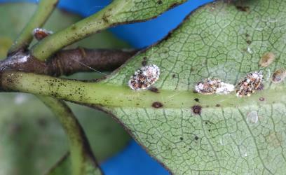Nymphs of Cottony cushion scale, Icerya purchasi (Hemiptera: Monophlebidae) on a leaf of Lemonwood, Pittosporum eugenioides (Pittosporaceae). Creator: Nicholas A. Martin. © Plant & Food Research. [Image: 2R01]