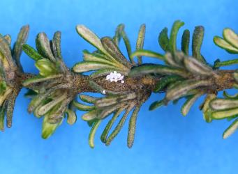 A nymph of Cottony cushion scale, Icerya purchasi (Hemiptera: Monophlebidae) on a stem of Coastal tree daisy, Olearia solandri (Compositae). Creator: Nicholas A. Martin. © Plant & Food Research. [Image: 2R02]