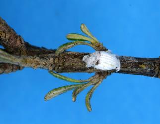 Female Cottony cushion scale, Icerya purchasi (Hemiptera: Monophlebidae) on a stem of Coastal tree daisy, Olearia solandri (Compositae): note the white, fluted egg sac. Creator: Nicholas A. Martin. © Plant & Food Research. [Image: 2R03]