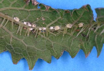 Nymphs of Cottony cushion scale, Icerya purchasi (Hemiptera: Monophlebidae) on a leaf of Tree nettle, Urtica ferox (Urticaceae): note the white moulted skins. Creator: Nicholas A. Martin. © Plant & Food Research. [Image: 2R04]