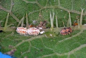 Nymphs of Cottony cushion scale, Icerya purchasi (Hemiptera: Monophlebidae) on a leaf of Tree nettle, Urtica ferox (Urticaceae): note the white wax covering two nymphs. Creator: Nicholas A. Martin. © Plant & Food Research. [Image: 2R05]