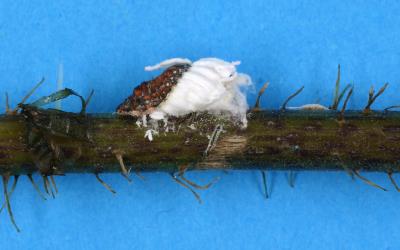 Female Cottony cushion scale, Icerya purchasi (Hemiptera: Monophlebidae) on a stem of Tree nettle, Urtica ferox (Urticaceae): note the white, fluted egg sac. Creator: Nicholas A. Martin. © Plant & Food Research. [Image: 2R06]