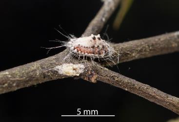 An immature adult female Cottony cushion scale, Icerya purchasi (Hemiptera: Monophlebidae) on a stem of Melicope simplex (Rutaceae). Creator: Darren Snaith. © Plant & Food Research. [Image: 2R07]
