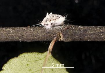 An immature adult female Cottony cushion scale, Icerya purchasi (Hemiptera: Monophlebidae) on a stem of Melicope simplex (Rutaceae): note the swollen body that indicates that it has been parasitised. Creator: Darren Snaith. © Plant & Food Research. [Image: 2R08]