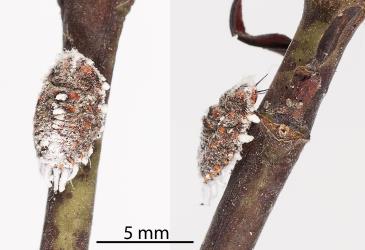 Two images of an immature adult female Cottony cushion scale, Icerya purchasi (Hemiptera: Monophlebidae) on a stem of Veronica stricta (Plantaginaceae). Creator: Tim Holmes. © Plant & Food Research. [Image: 2R09]