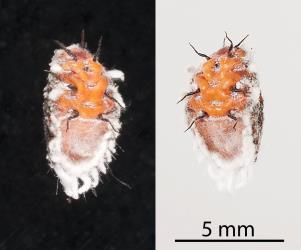 Two images of the underside of an immature adult female Cottony cushion scale, Icerya purchasi (Hemiptera: Monophlebidae). Creator: Tim Holmes. © Plant & Food Research. [Image: 2R0B]
