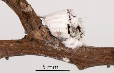  An adult female Cottony cushion scale, Icerya purchasi (Hemiptera: Monophlebidae) and egg sac on a stem of Large-leaved kowhai, Sophora tetraptera (Leguminosae): note the tiny first instar (stage) nymph crawlinbg on the egg sac and the white wax covered nymph on the stem. Creator: Tim Holmes. © Plant & Food Research. [Image: 2R0D]