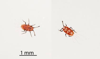 Two images of a first instar (stage) nymph of Cottony cushion scale, Icerya purchasi (Hemiptera: Monophlebidae) showing the underside (left) and upper side (right). Creator: Tim Holmes. © Plant & Food Research. [Image: 2R0E]