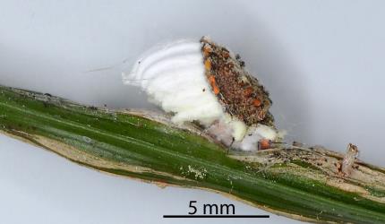 An adult female Cottony cushion scale, Icerya purchasi (Hemiptera: Monophlebidae) with a small egg sac on a stem of North Island Broom, Carmichaelia australis (Leguminosae). Creator: Nicholas A. Martin. © Plant & Food Research. [Image: 2R0G]