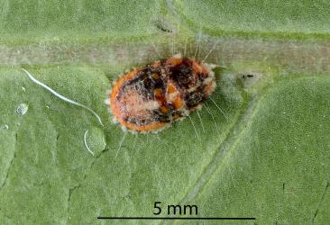 A large nymph or young adult female Cottony cushion scale, Icerya purchasi (Hemiptera: Monophlebidae) on a leaf. Creator: Nicholas A. Martin. © Plant & Food Research. [Image: 2R0I]