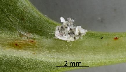 A moulted skin of a nymph of Cottony cushion scale, Icerya purchasi (Hemiptera: Monophlebidae) on a leaf. Creator: Nicholas A. Martin. © Plant & Food Research. [Image: 2R0K]