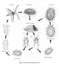 Life cycle of Cottony cushion scale, Icerya purchasi (Hemiptera: Margarodidae). Figure 11. in Morales C.F. 1991. Margarodidae (Insecta: Hemiptera). Fauna of New Zealand. 21. Creator: Clare Morales. © Landcare Research. [Image: 2R0L]