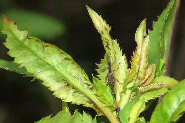 An adult Haloragis weevil Rhadinosomus acuminatus (Coleoptera: Curculionidae) and feeding damage on young leaves of Shrubby haloragis, Haloragis erecta (Haloragaceae). Creator: Nicholas A. Martin. © Plant & Food Research. [Image: 2R0X]