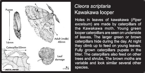 Small Bug Sign (5010) for Cleora scriptari, Kawakawa looper, 100 x 200 mm. Creator: Metal Images Ltd. © Metal Images Ltd & Entomological Society of New Zealand. [Image: 2R0Z]