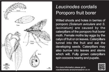 Large Bug Sign (5008) for Leucinodes cordalis, Poroporo fruit borer, 194 x 294 mm. Creator: Metal Images Ltd. © Metal Images Ltd & Entomological Society of New Zealand. [Image: 2R10]