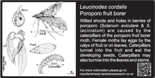 Small Bug Sign (5008) for Leucinodes cordalis, Poroporo fruit borer, 100 x 200 mm. Creator: Metal Images Ltd. © Metal Images Ltd & Entomological Society of New Zealand. [Image: 2R11]