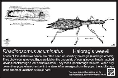 Large Bug Sign (5009) for Rhadinosomus acuminatus, Haloragis weevil, 194 x 294 mm. Creator: Metal Images Ltd. © Metal Images Ltd & Entomological Society of New Zealand. [Image: 2R12]