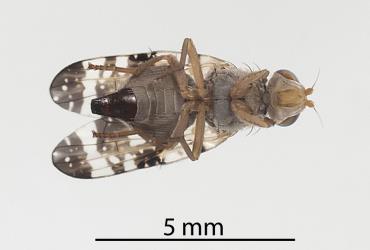 Underside of an adult female Cassinia tephritid fly, Austrotephritis cassinae (Diptera: Tephritidae). Creator: Darren Snaith. © Plant & Food Research. [Image: 2R17]
