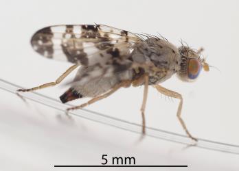Side view of an adult female Cassinia tephritid fly, Austrotephritis cassinae (Diptera: Tephritidae). Creator: Darren Snaith. © Plant & Food Research. [Image: 2R18]