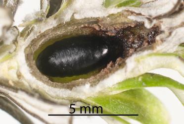 Pupa of a Cassinia tephritid fly, Austrotephritis cassinae (Diptera: Tephritidae) in terminal bud gall in Cottonwood/ Tauhinui, Ozothamnus leptophyllus (Compositae). Creator: Tim Holmes. © Plant & Food Research. [Image: 2R19]