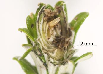 A larva of Cassinia tephritid fly, Austrotephritis cassinae (Diptera: Tephritidae) in a terminal bud gall it induced in Cottonwood/ Tauhinui, Ozothamnus leptophyllus (Compositae). Creator: Tim Holmes. © Plant & Food Research. [Image: 2R1D]