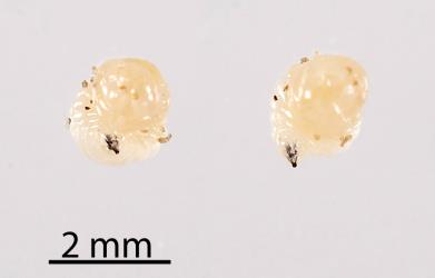 Two images of a larva of Cassinia tephritid fly, Austrotephritis cassinae (Diptera: Tephritidae) from a terminal bud gall it induced in Cottonwood/ Tauhinui, Ozothamnus leptophyllus (Compositae). Creator: Tim Holmes. © Plant & Food Research. [Image: 2R1G]