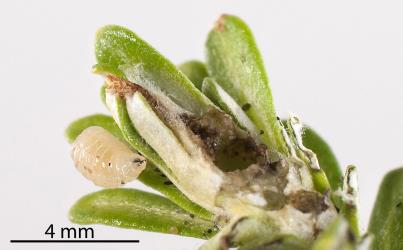 A larva of Cassinia tephritid fly, Austrotephritis cassinae (Diptera: Tephritidae) by the terminal bud gall it induced in Cottonwood/ Tauhinui, Ozothamnus leptophyllus (Compositae). Creator: Tim Holmes. © Plant & Food Research. [Image: 2R1I]