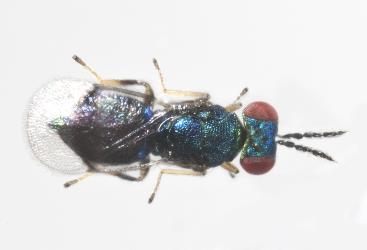 Top view of adult parasitoid (Hymenoptera) of Hebe leaf blister gallfly, Dasineura hebefolia (Diptera: Cecidomyiidae): note dark patch on wings. Creator: Tim Holmes. © Plant & Food Research. [Image: 2R23]