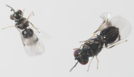 Underside of adult male and female parasitoids (Hymenoptera) of Hebe leaf blister gallfly, Dasineura hebefolia (Diptera: Cecidomyiidae): note dark patch on wings. Creator: Tim Holmes. © Plant & Food Research. [Image: 2R24]