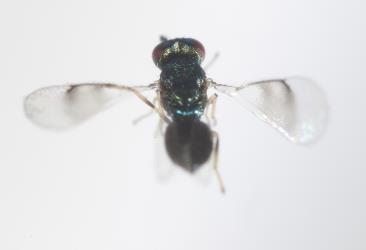 Top view of adult parasitoid (Hymenoptera) of Hebe leaf blister gallfly, Dasineura hebefolia (Diptera: Cecidomyiidae): note dark patch on wings. Creator: Tim Holmes. © Plant & Food Research. [Image: 2R25]