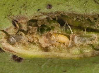 Leaf blister gall in Hebe, Veronica macrocarpa (Plantaginaceae), dissected to show insect larva (white) and pupa of Hebe leaf blister gallfly, Dasineura hebefolia (Diptera: Cecidomyiidae), and an empty pupal cell. Creator: Tim Holmes. © Plant & Food Research. [Image: 2R2D]