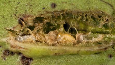 Leaf blister gall in Hebe, Veronica macrocarpa (Plantaginaceae), dissected to show insect larva (white) and pupa of Hebe leaf blister gallfly, Dasineura hebefolia (Diptera: Cecidomyiidae), and an empty pupal cell. Creator: Tim Holmes. © Plant & Food Research. [Image: 2R2G]