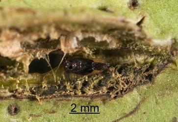 Pupa of Hebe leaf blister gallfly, Dasineura hebefolia (Diptera: Cecidomyiidae), shortly before adult emergence. Creator: Tim Holmes. © Plant & Food Research. [Image: 2R2I]