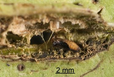 Pupa of Hebe leaf blister gallfly, Dasineura hebefolia (Diptera: Cecidomyiidae), shortly before adult emergence. Creator: Tim Holmes. © Plant & Food Research. [Image: 2R2J]