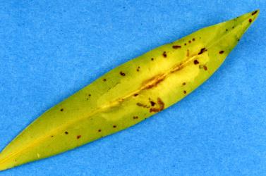 Underside of a leaf blister gall in Hebe, Veronica macrocarpa (Plantaginaceae), made by Hebe leaf blister gallfly, Dasineura hebefolia (Diptera: Cecidomyiidae). Creator: Nicholas A. Martin. © Plant & Food Research. [Image: 2R2X]