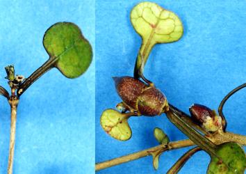 Small flower bud galls (left) and Large flower bud gall caused by two unnamed species of gallfly (Diptera: Cecidomyiidae) on the shrub Coprosma spathulata (Rubiaceae). Creator: Nicholas A. Martin. © Plant & Food Research. [Image: 2R3F]