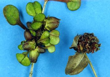 Large flower bud galls (left) and Small flower bud gall caused by two unnamed species of gallfly (Diptera: Cecidomyiidae) on the shrub Coprosma spathulata (Rubiaceae). Creator: Nicholas A. Martin. © Plant & Food Research. [Image: 2R3G]