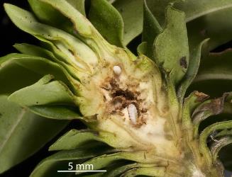A terminal bud gall on Veronica stricta (Plantaginaceae) cut open to show the white larvae of the unnamed species of gallfly (Diptera: Cecidomyiidae) that induced the gall. © All rights reserved. [Image: 2R3L]