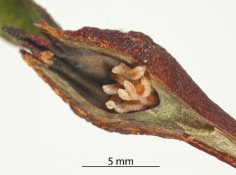Shoot tip gall on Red mapou, Myrsine australis (Primulaceae) cut open to show the larvae of an unnamed species of gallfly (Diptera: Cecidomyiidae) that induced the gall. Creator: Tim Holmes. © Plant & Food Research. [Image: 2R3M]