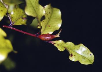 Shoot tip gall caused by an unnamed species of gallfly (Diptera: Cecidomyiidae) on Red mapou, Myrsine australis (Primulaceae). Creator: Nicholas A. Martin. © Nicholas A. Martin. [Image: 2R3N]