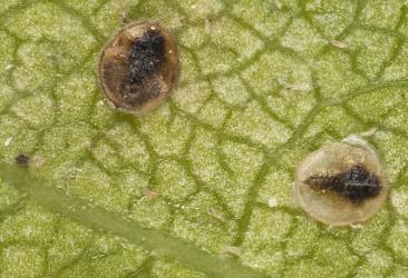 Mahoe whitefly - Asterochiton aureus - Interesting Insects